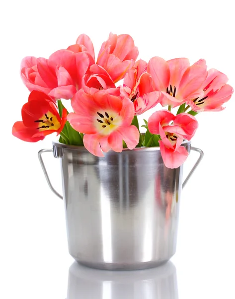 Bellissimi tulipani rosa in secchio isolato su bianco — Foto Stock