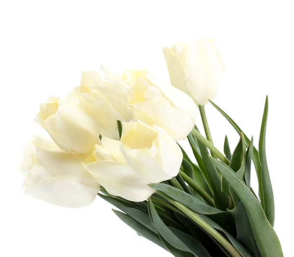 Mooie tulpen geïsoleerd op wit — Stockfoto