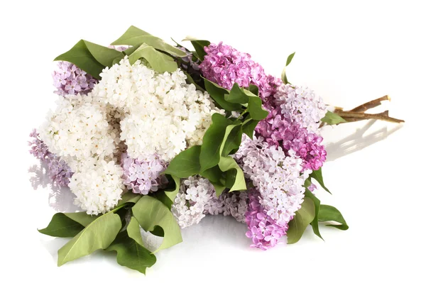 Bellissimi fiori lilla isolati su bianco — Foto Stock