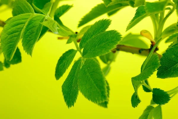 Branch with green leaves on green background — Stock Photo, Image