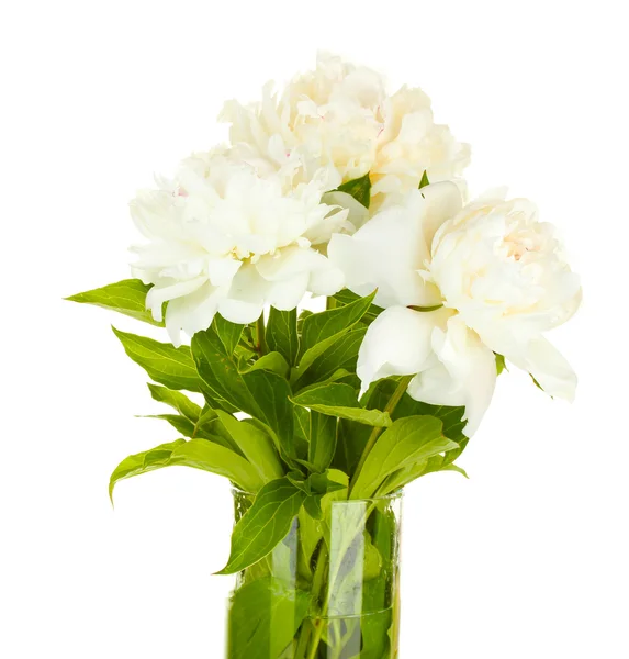 Vackra vita pioner i vas med rosett isolerad på vit — Stockfoto