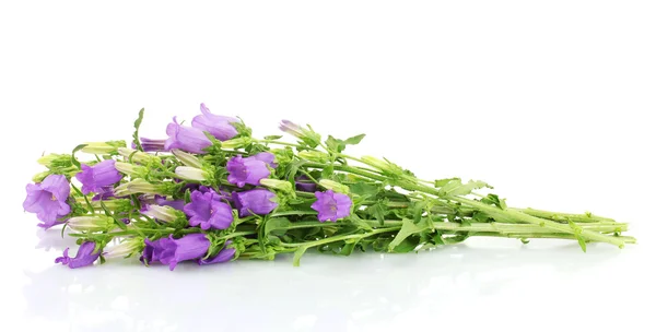 Flores de campana azul aisladas en blanco — Foto de Stock