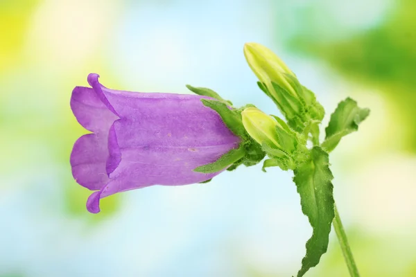 Flor de campana azul sobre fondo verde — Foto de Stock