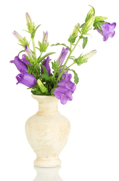 Flores de campana azul en jarrón aislado en blanco — Foto de Stock