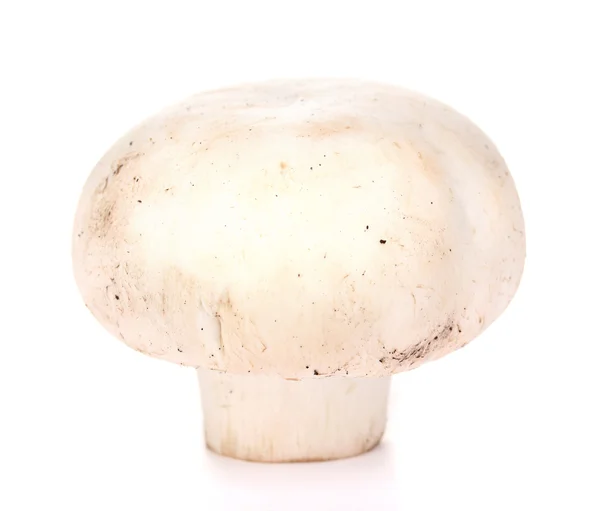 Fungo fresco isolato su bianco — Foto Stock
