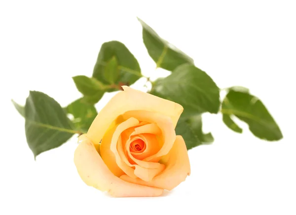 하얀 장미만 홀로 있는 아름다운 장미 — 스톡 사진