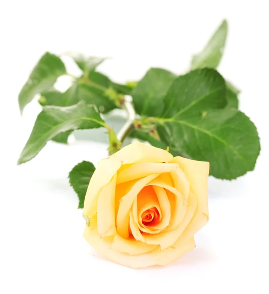 Hermosa rosa aislada en blanco — Foto de Stock