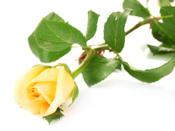 Mawar indah terisolasi di atas putih — Stok Foto