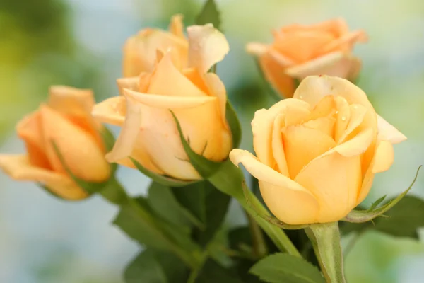 Bellissimo bouquet di rose su sfondo verde — Foto Stock