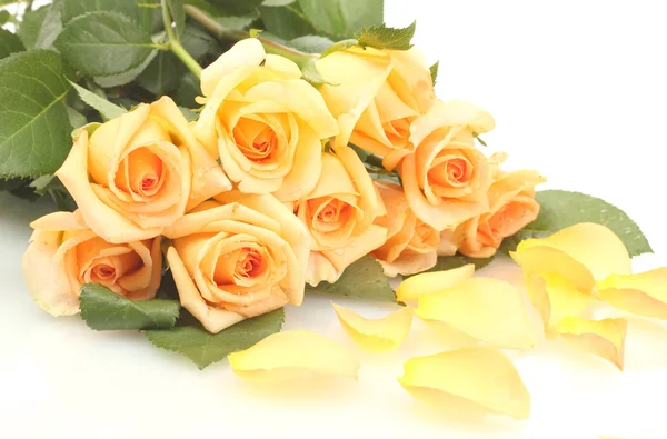 Piękny bukiet róż i na białym tle płatki — Zdjęcie stockowe