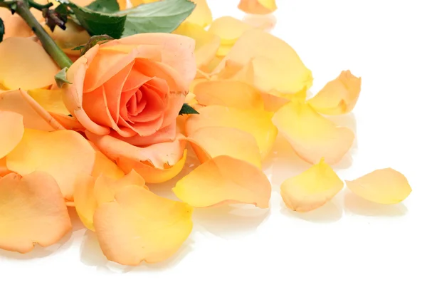 美丽的橙色玫瑰花瓣和孤立在白色的玫瑰 — 图库照片