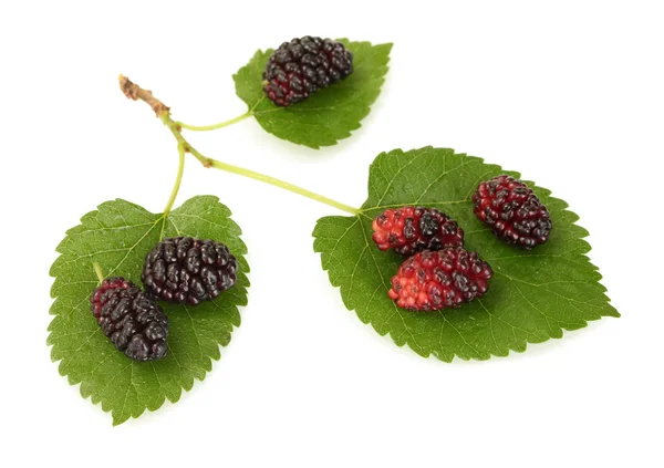 Mulberry leaves and berries isolated on white background close-up — Stock Photo, Image