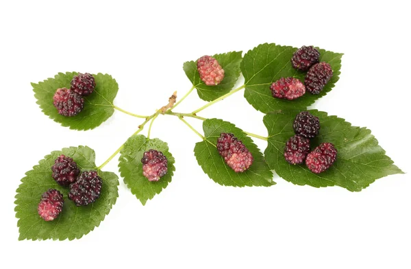 Mulberry leaves and berries isolated on white background close-up — Stock Photo, Image