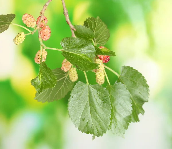 Ramoscello di gelso con frutta su sfondo verde brillante — Foto Stock