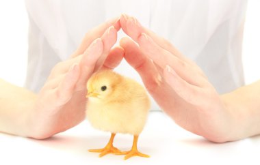 Beautiful little chicken and hands isolated on the white clipart