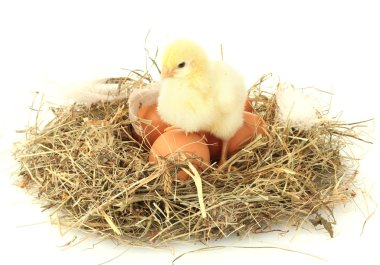 Beautiful little chicken and eggs in nest, isolated on the white clipart