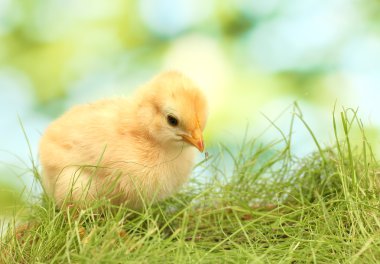 Bahçede yeşil çimenlerin üzerinde güzel küçük tavuk
