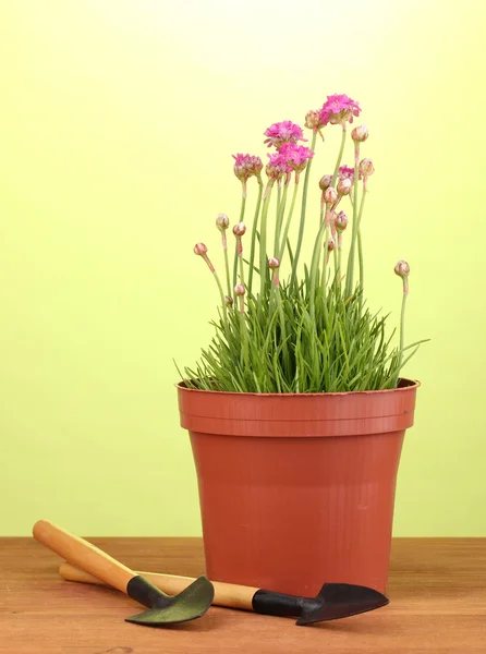 緑色の背景で木製テーブル上測定器ポットのピンク色の花 — ストック写真