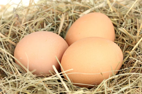 Hnědá vejce v hnízdě sena na bílém pozadí detail — Stock fotografie
