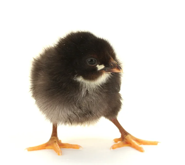 Όμορφο μαύρο μικρό κοτόπουλο απομονωμένο στο λευκό — Φωτογραφία Αρχείου