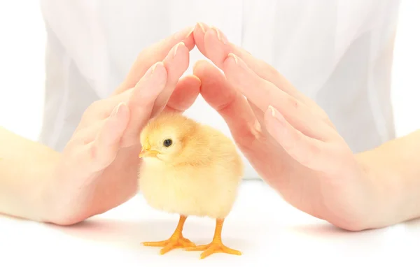 stock image Beautiful little chicken and hands isolated on the white