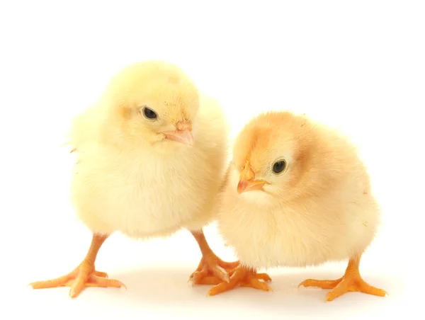 Twee geel kleine kippen geïsoleerd op het wit — Stockfoto