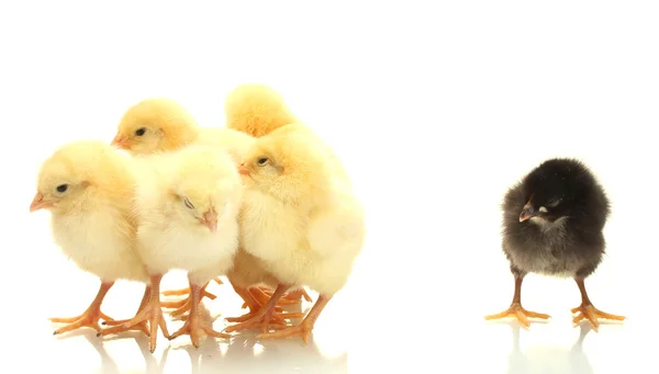 Желтые и черные маленькие цыплята изолированы на белом — стоковое фото