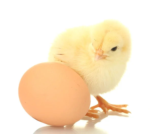Beautiful little chicken and egg isolated on the white — Stock Photo, Image
