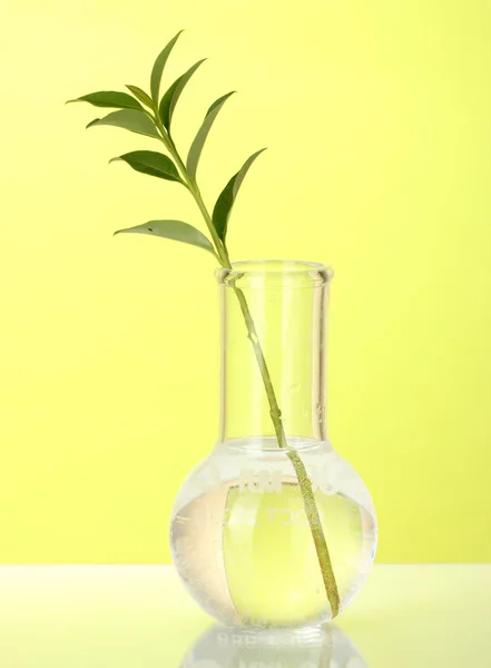 Test-tubes with a transparent solution and the plant on yellow background close-up — Stock Photo, Image