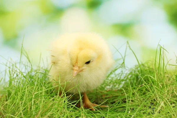 Bellissimo pollo su erba verde in giardino — Foto Stock