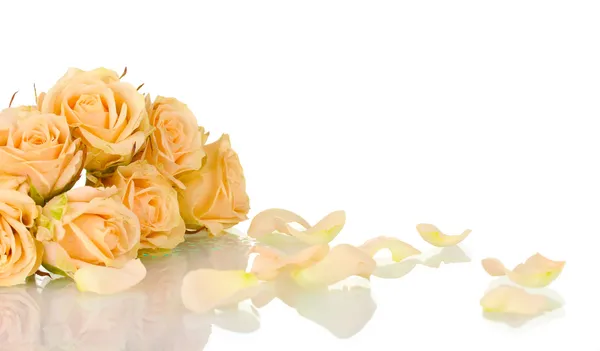 Many roses on white background — Stock Photo, Image
