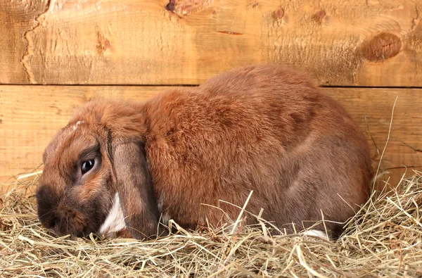 Lop-örat kanin i en höstack på trä bakgrund — Stockfoto