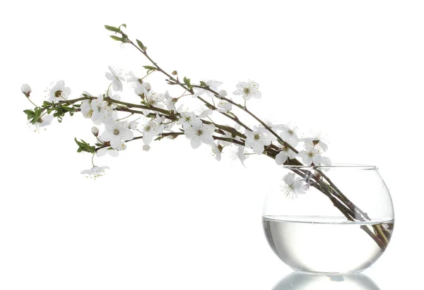 Bela flor de cereja em vaso isolado em branco — Fotografia de Stock