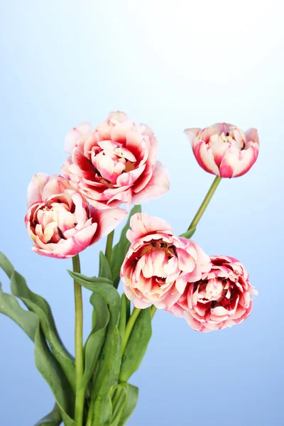 Schöne Tulpen auf blauem Hintergrund — Stockfoto