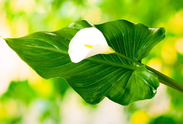 stock image White calla with leaf on bright green background close-up