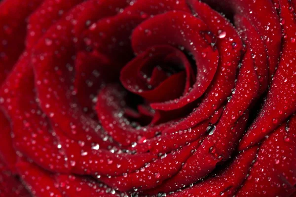 Rosa roja sobre fondo negro de cerca — Foto de Stock