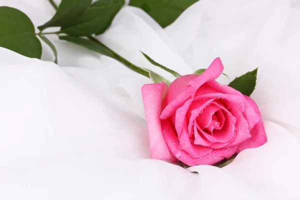 Vacker ros på vit duk — Stockfoto