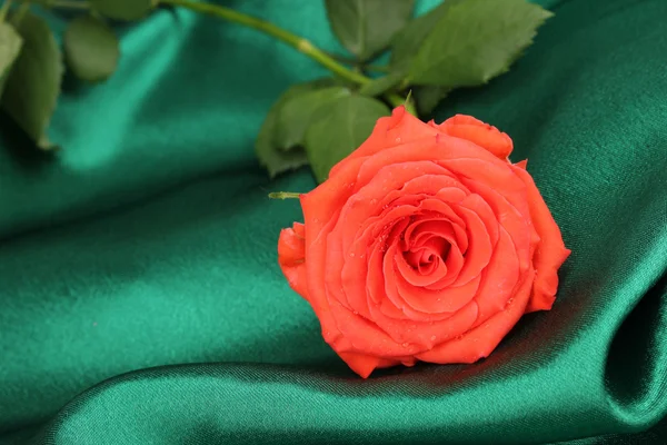 Nádherná růže na zelenou látkou — Stock fotografie