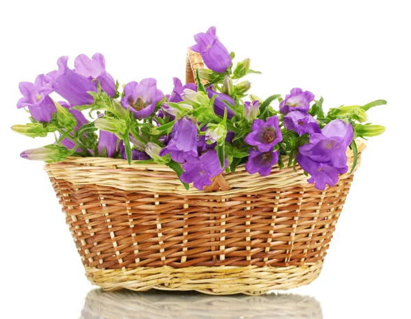 Blue bell flowers in basket isolated on white — Stock Photo, Image
