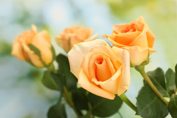 Vacker bukett av rosor på grön bakgrund — Stockfoto