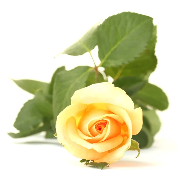 Mooie roos geïsoleerd op wit — Stockfoto