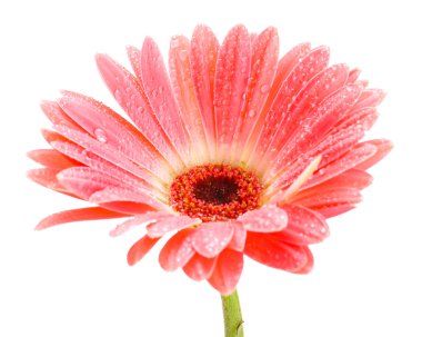 damla üzerinde beyaz izole güzel pembe gerbera