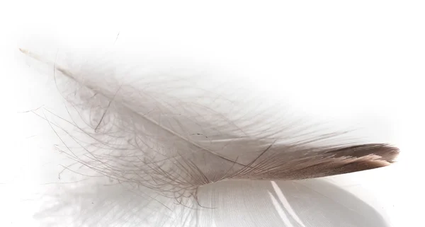 Pena macia única isolada em branco — Fotografia de Stock