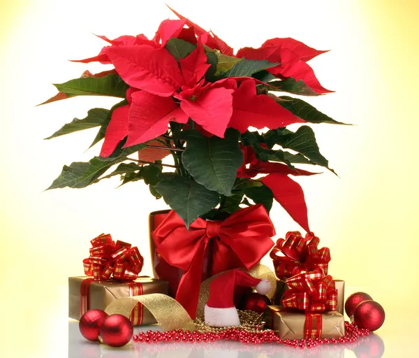 Bella poinsettia in vaso da fiori, palle di Capodanno e regali su sfondo giallo — Foto Stock
