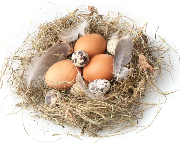 Kuře a křepelčí vejce v hnízdě izolované na bílém — Stock fotografie
