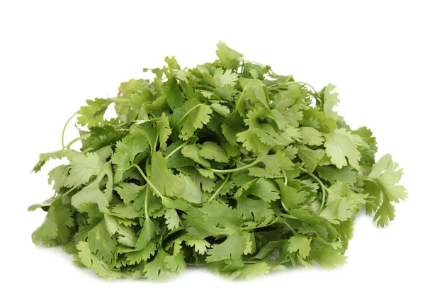 Fresh coriander or cilantro isolated on white — Stock Photo, Image