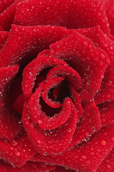 美丽的红玫瑰加滴关门 — 图库照片