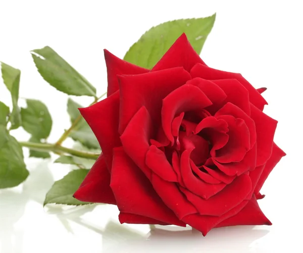 Красива червона троянда ізольована на білому — стокове фото