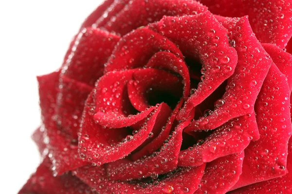Hermosa rosa roja con gotas aisladas en blanco — Foto de Stock