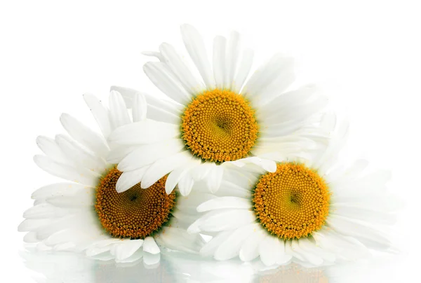 Margarete frumoase flori izolate pe alb — Fotografie, imagine de stoc
